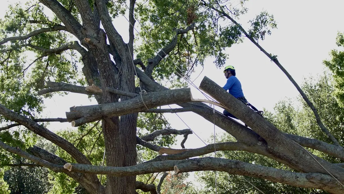 Professional Hazardous Tree Removal performed by certified arborists in Edgewood