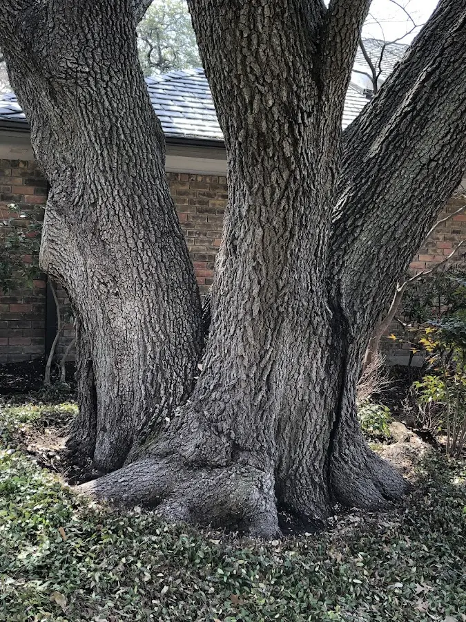 Mature heritage tree close to a Edgewood property cared for by certified arborists